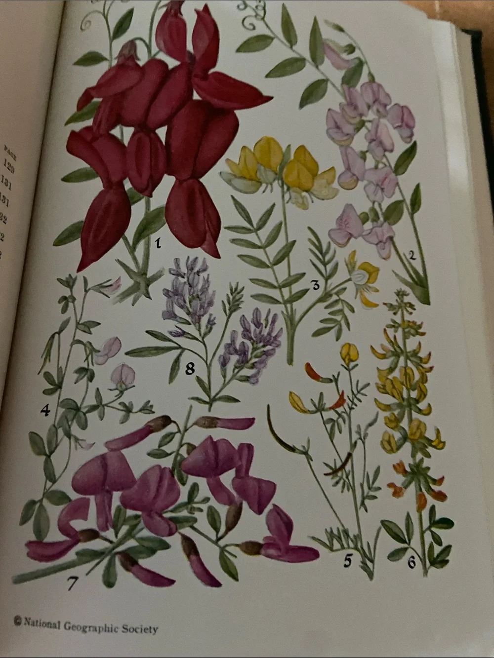 Flowers West Coast Botanical Book flower floral wildflower wildflowers plants hc